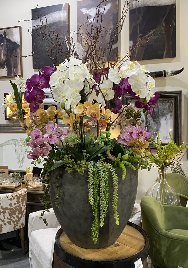 ORCHIDS AND SUCCULENTS IN XLARGE GREY POT